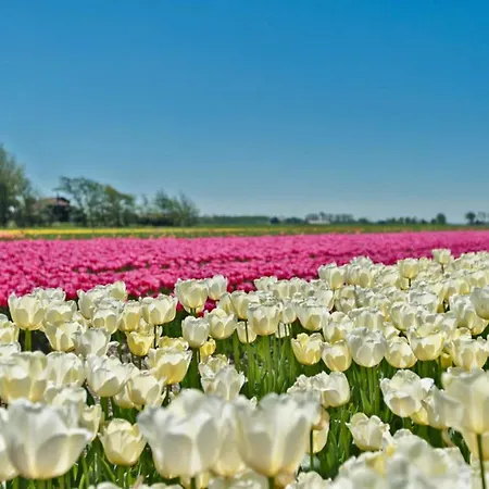 Alkmaardeluxe # Netherlands * Alkmaar